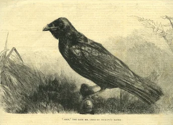 Grip, the Pet Raven of Charles Dickens