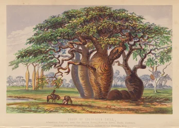 Group of Couty Stem Trees, Australia