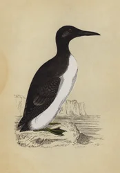 Guillemot