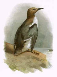 Guillemot