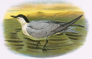 Gull Billed Tern
