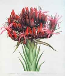 Gymea Lily, 1826