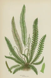 Hard Fern