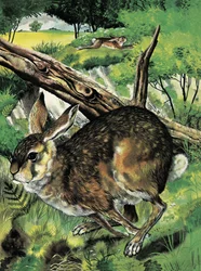 Hare Running