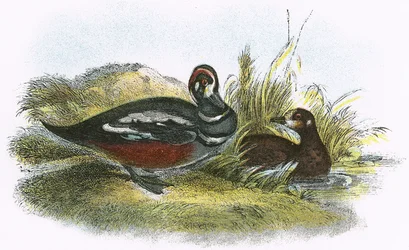 Harlequin Duck