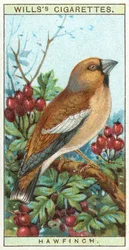 Hawfinch