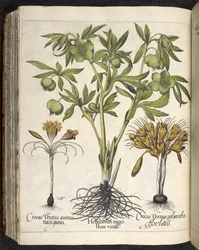 Helleborus Niger (black hellebore) from Culpeper