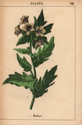 Henbane, from 