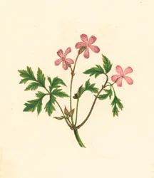 Herb Robert, or Poor Robin, Geranium Robertianum