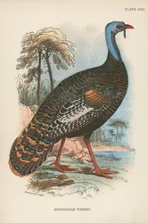 Honduras Turkey