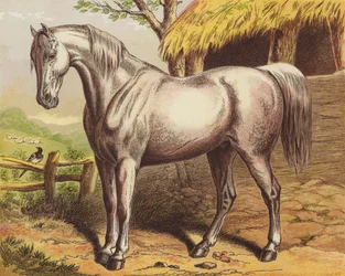 Horse
