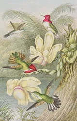 Humming birds among tropical flowers