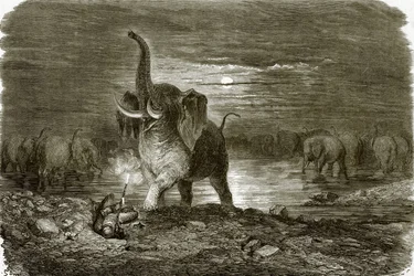 Hunter and Elephant