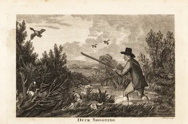 Hunter with water spaniels shooting wild ducks in the marshes