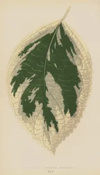 Hydrangea Japonica Variegata