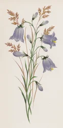 Illustration for A Dream of a Garden