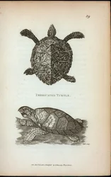 Imbricated Turtle, from 