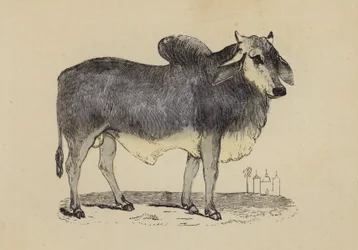 Indian Ox
