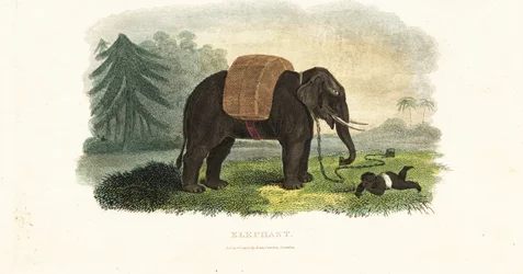 Indian child left under the protection of a chained elephant while the parents forage in the woods for food