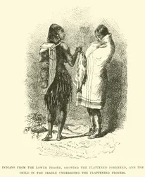 Indians from the Lower Fraser, showing the flattened forehead, and the child in the cradle undergoing the flattening process