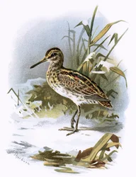 Jack Snipe