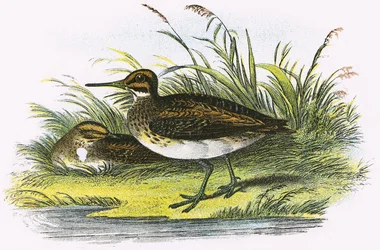 Jack Snipe