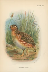 Japanese Quail