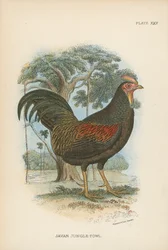 Javan Jungle-Fowl