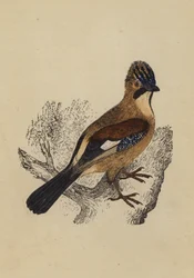 Jay