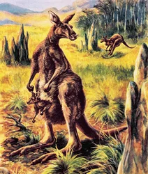 Kangaroo