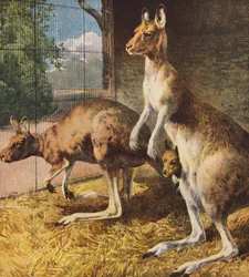 Kangaroos
