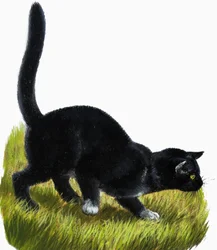 Kitten