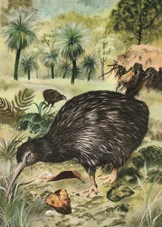 Kiwi bird