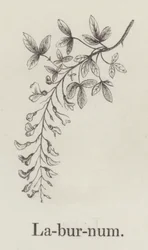 Laburnum