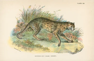 Leopard-Cat, Javan Variety