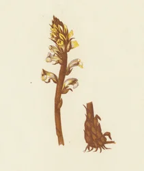 Lesser Broom Rape, Orobanche Minor