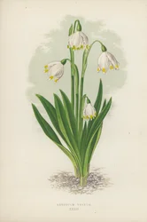 Leucojum Vernum