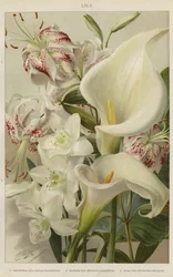 Lily