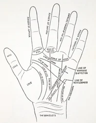 Lines of the Hand