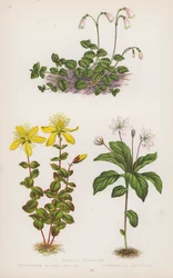 Linnaea Borealis; Hypericum Nummularium; Trientalis Europaea