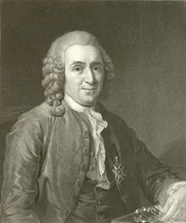 Linnaeus
