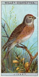 Linnet