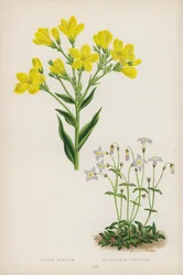 Linum Flavum; Houstonia Caerulea