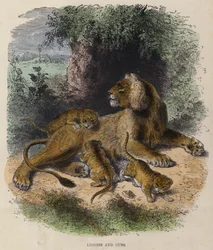 Lioness and Cubs