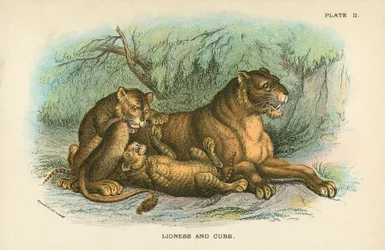Lioness and Cubs