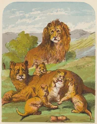 Lions
