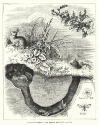Little Builders, The Rabbit and the Gallfly
