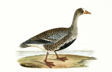 Little White Fronted Goose, illustration from 