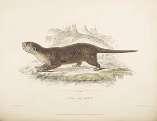 Lutra Leptonyx, from 