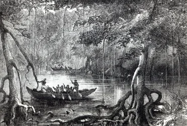 Mangrove Forest, frontispiece illustration from 
